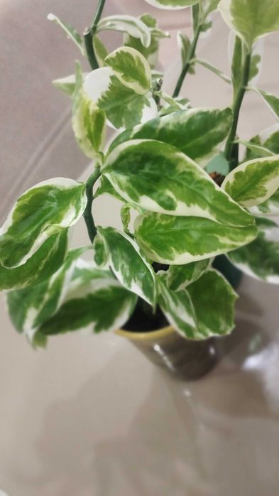 Комнатный цветок Педилантус