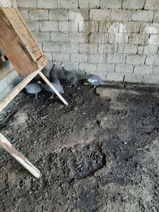 цесарка сатылады