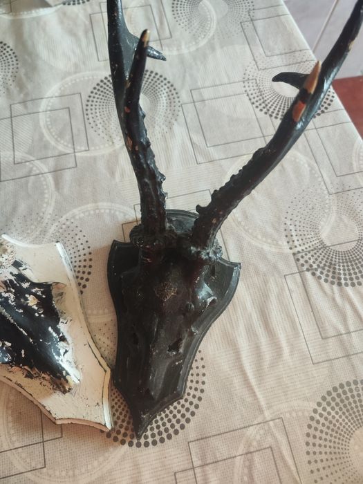 Vând trofeele de căpriori din imagine.