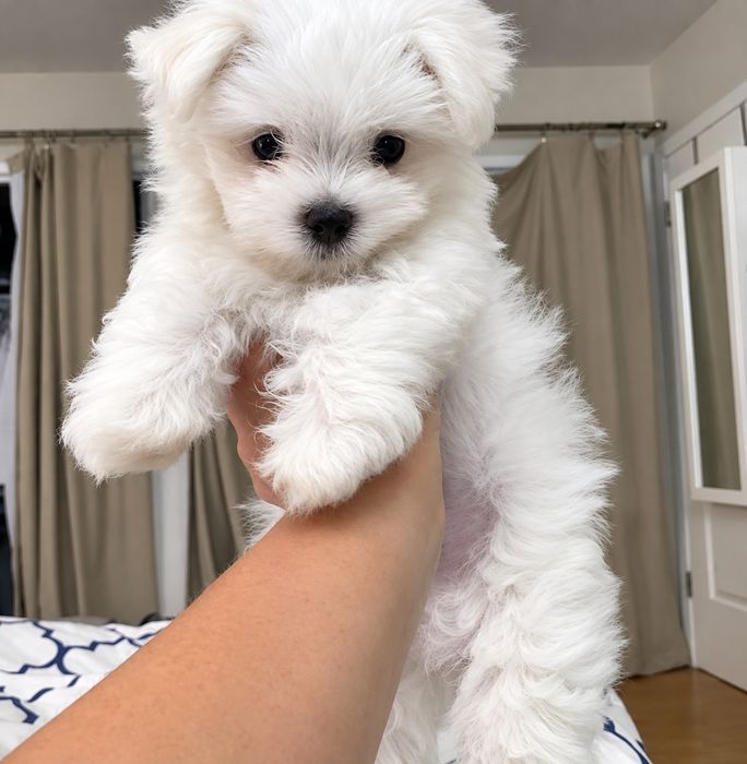Bichon Maltez Mini toy