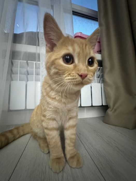 Пародный котёнок