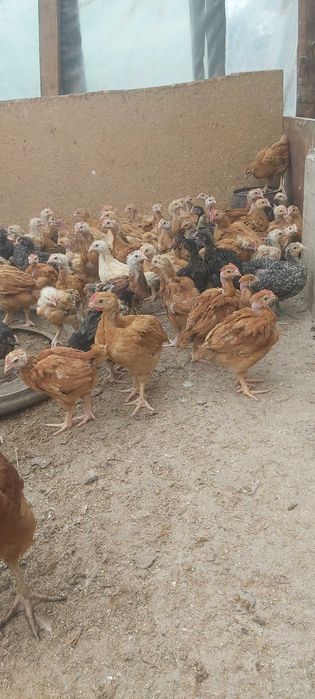 Pui rasa mixta pui alb