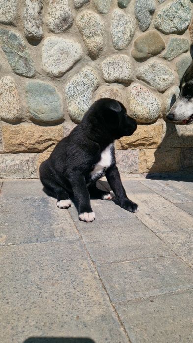 Отдам щенков Лайки