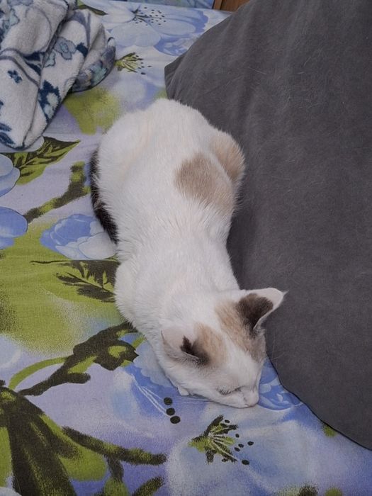 Кошечка в добрые руки