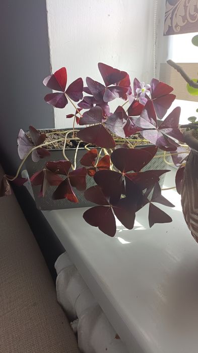 Цветы разные, комнатные.