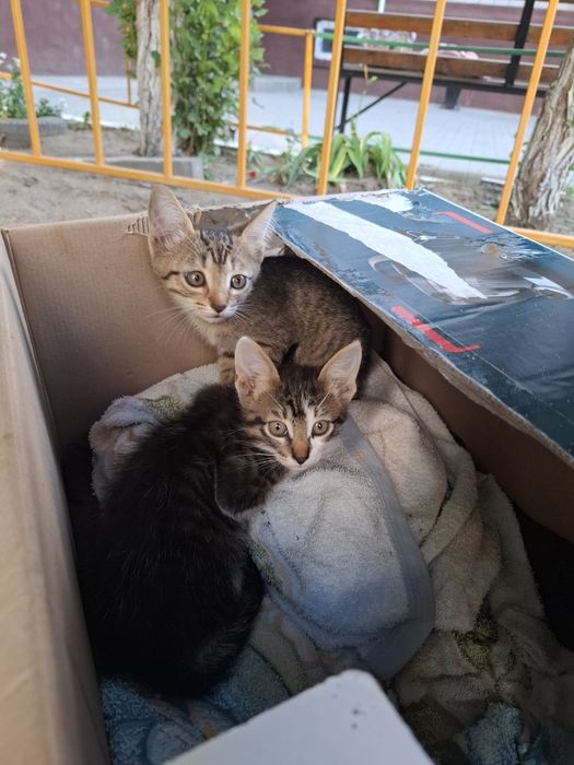 Отдам котят в добрые руки