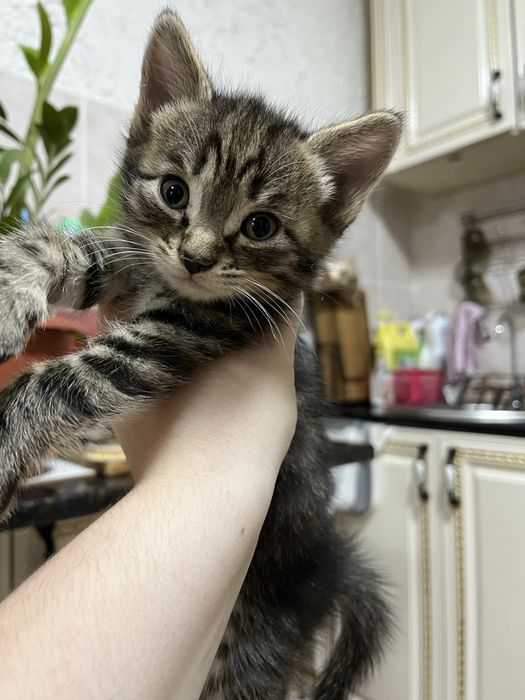 Отдам котят  в хорошие  руки