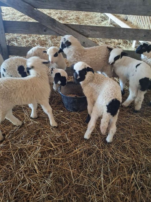 Vand 50 oi breze/miei