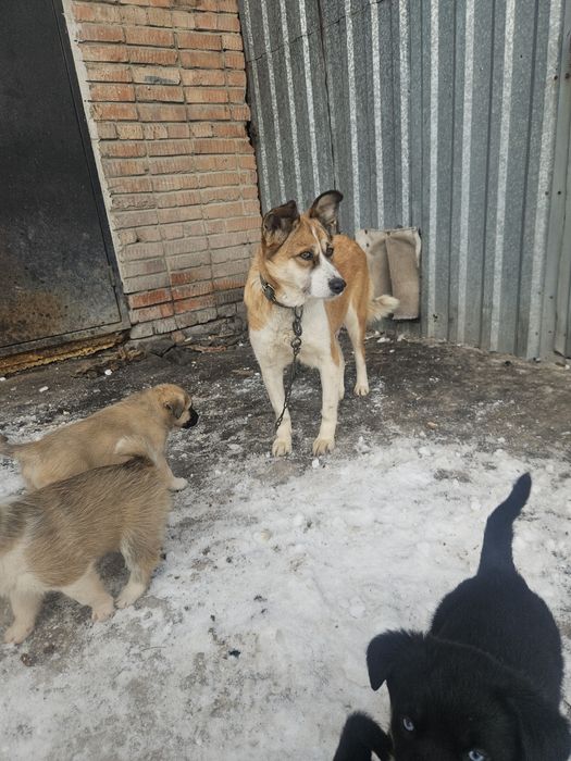 Отдам месячных щинят даром