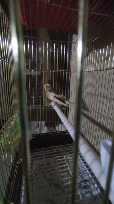 Тайор пара канарейка арлекинг сотилади