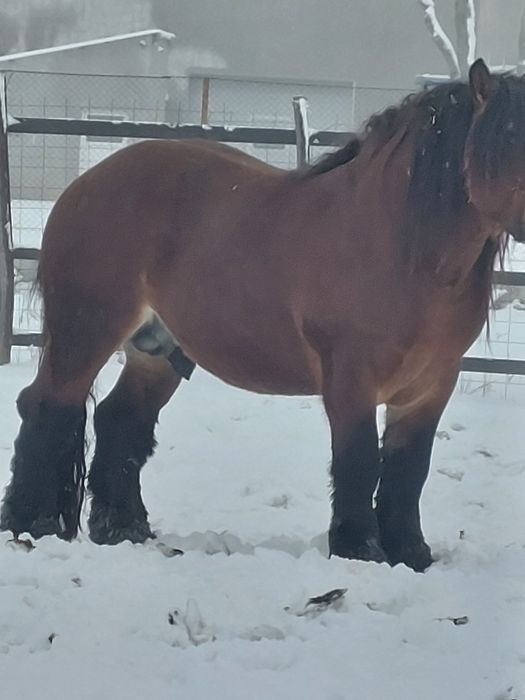 Vand armasar murg de 4 ani