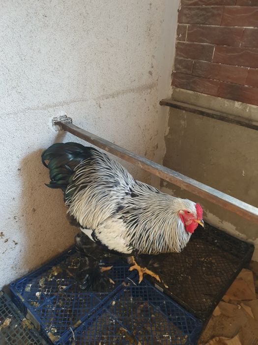 Vand cocos brahma herminat Inchis. Sau schimb pe gaini de aceiași rasa