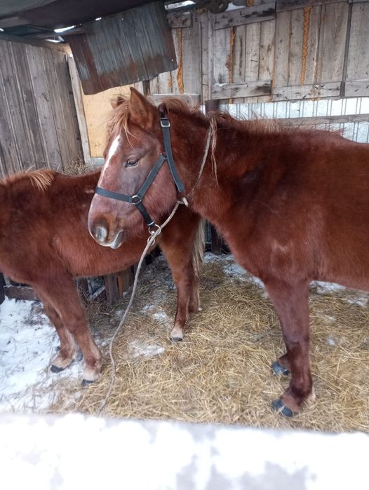 Продам кобылу с жеребёнком