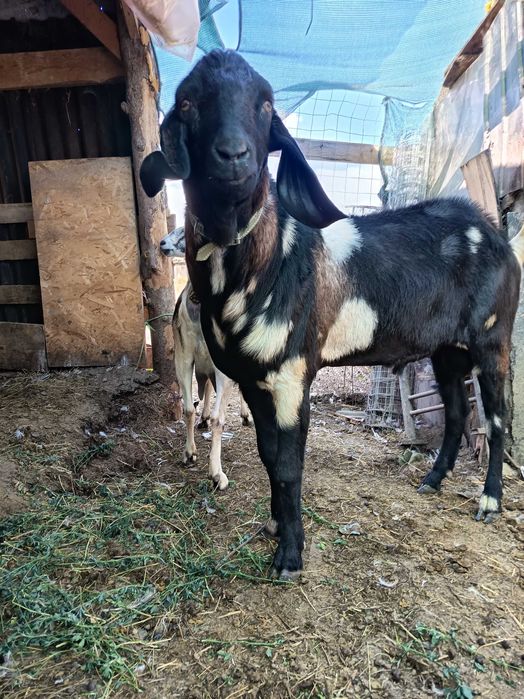 Țap de rasa anglonubian 2.5 ani