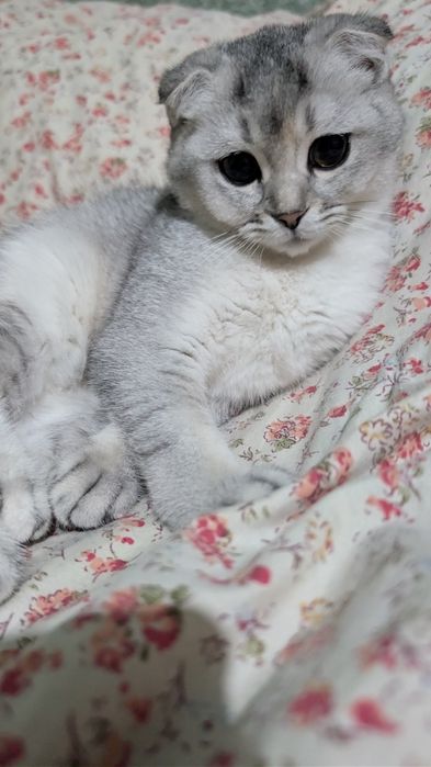 Продаются котята