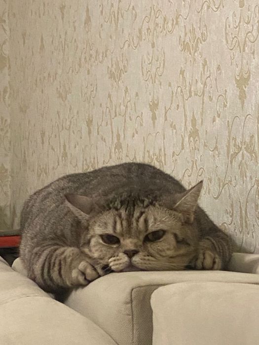 Отдаем кошечку в добрые руки