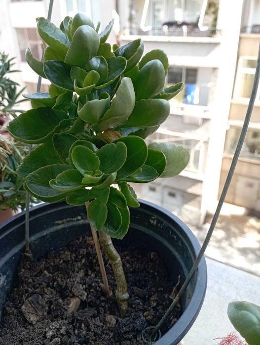 Стайно цвете Каланхое