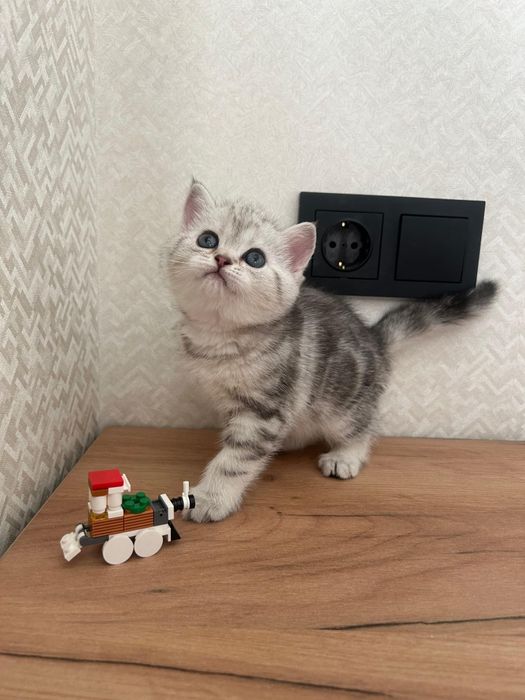 Мальчики и девочки шотландские прямоухие