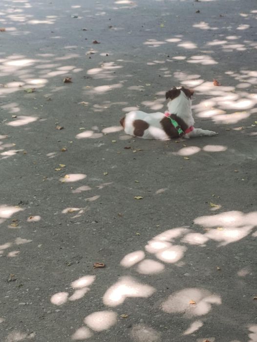 Fetița spre adopție