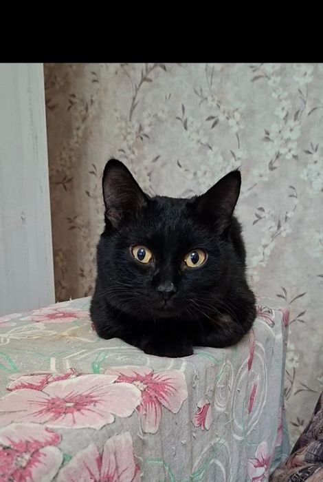 Милый добрый котик Басик в добрые руки!