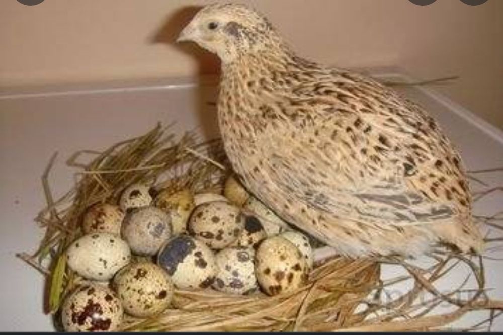 Перепел в домашних условиях фото Перепел в домашних условиях фото