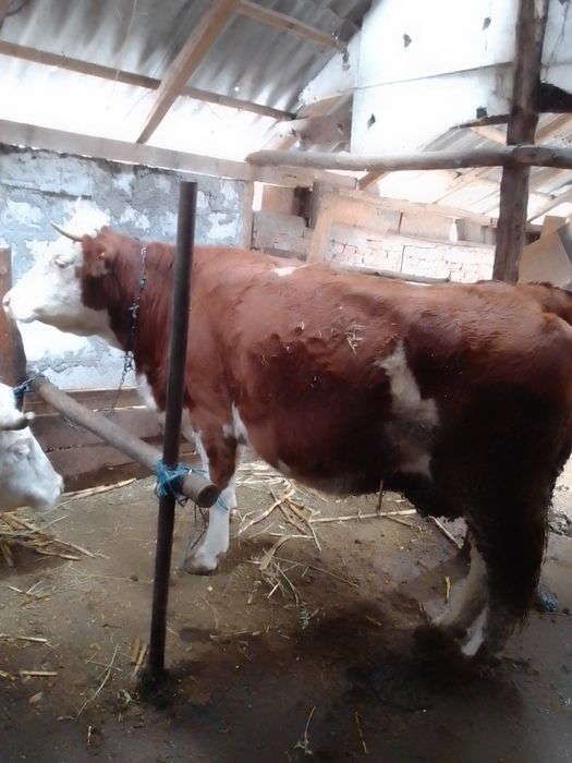 Vaci bălțate românești