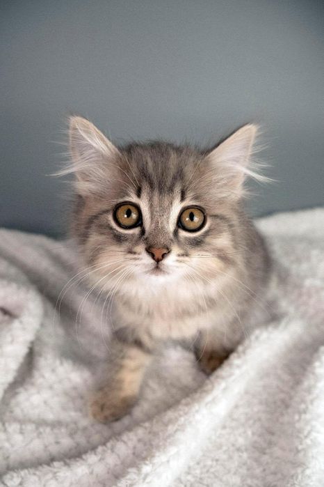 Отдам котят в хорошие руки