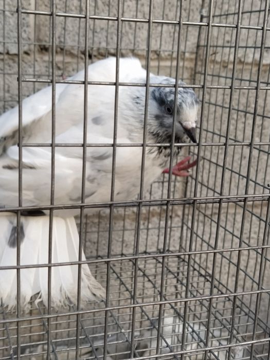 Пакистанец Голубь Самец.