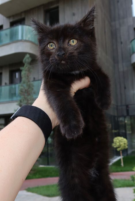 В добрые руки котенок-девочка