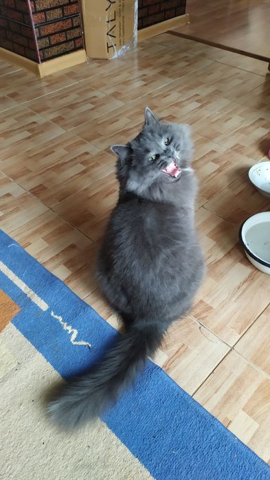 Прекрасный, пушистый, добрый кот