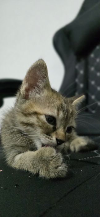 Котёнок, девочка, 3 мес