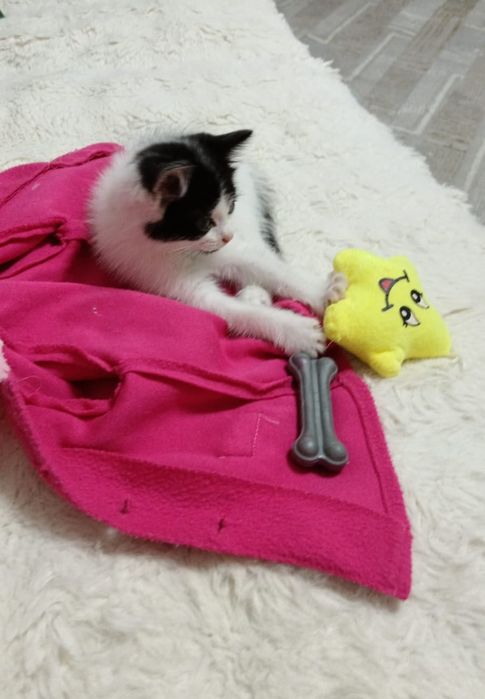 Отдам котёнка-девочку