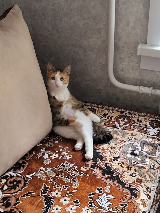 Отдам кошечку, в хорошие руки