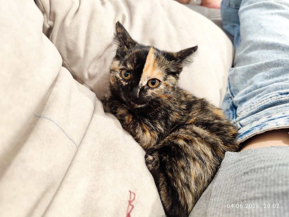 Котенок 3 месяца