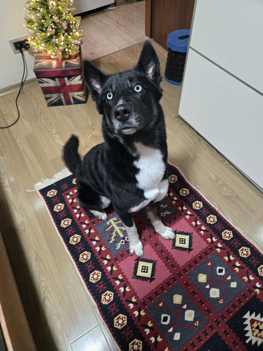 Catelusa unica adoptie