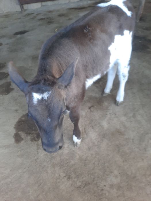 Продам тёлочку бычка