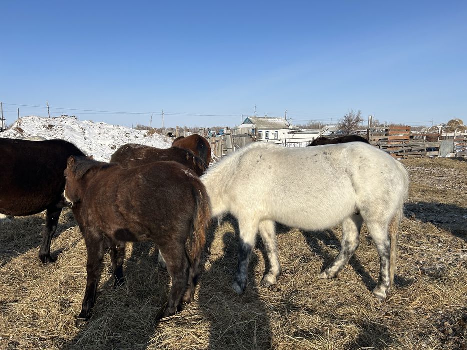 Продам лошадей оптом с жеребятами