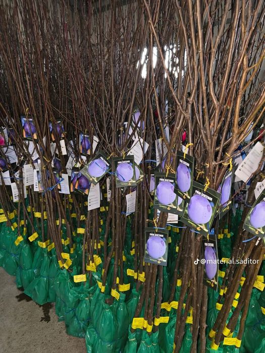 Pomii Fructiferi Altoiți Clasici și Columnari anul 3 de vegetație
