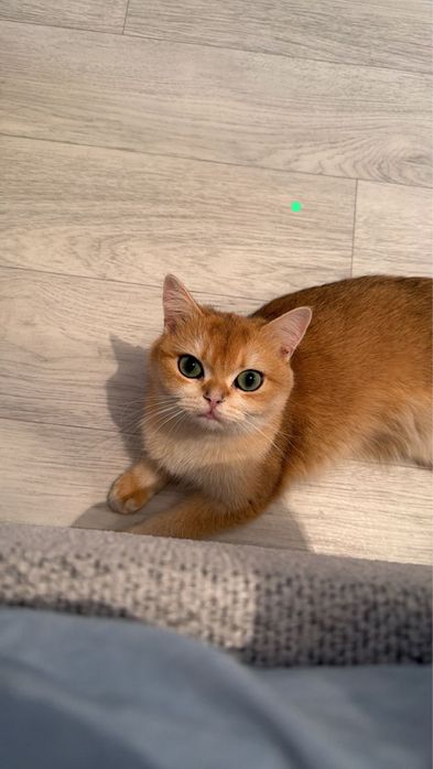 ищу дом для красотки