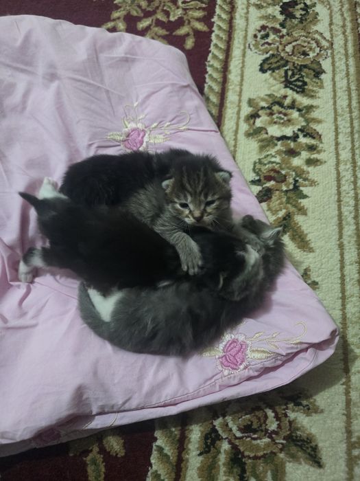 Отдам котят в хорошие руки
