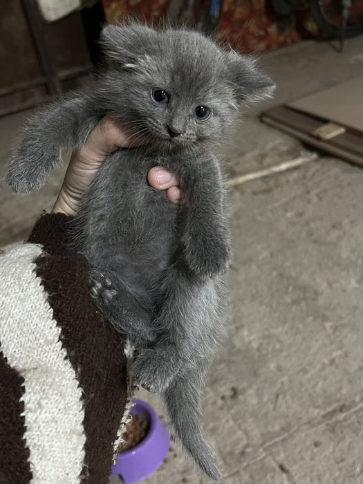 Котенки 1,5 месяца