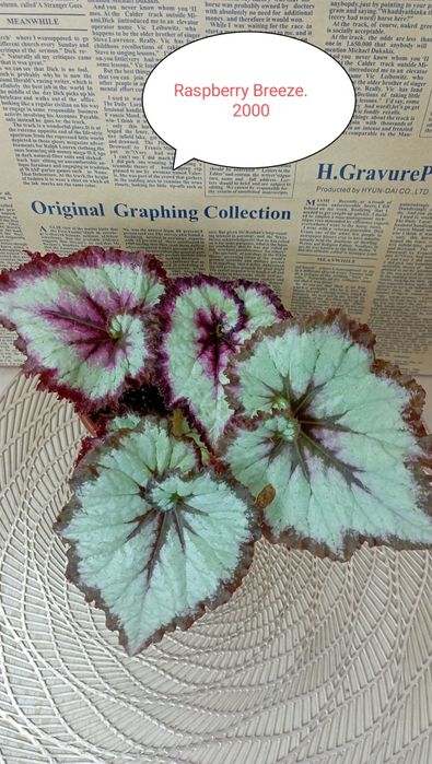 Продам Бегонии декоративнолиственные