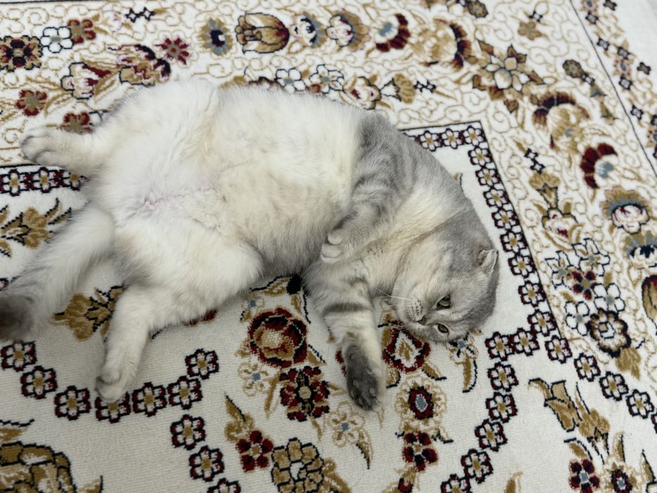 Ищем жениха для вязки Кошечки