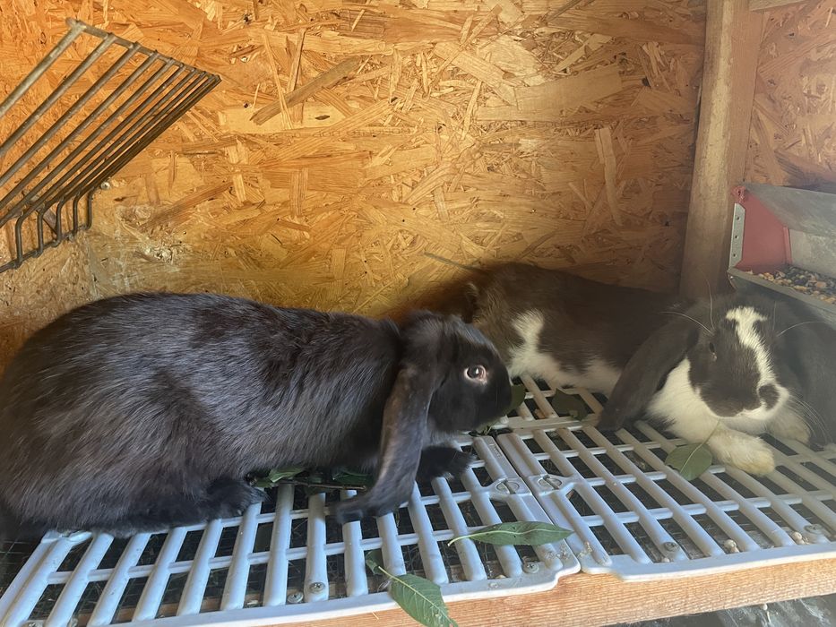 Iepuri berbec german