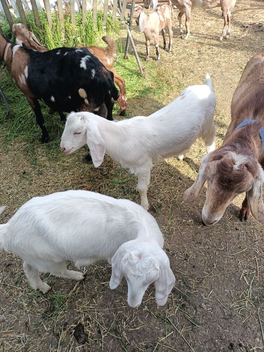 Iezi metis angonubieni de vanzare