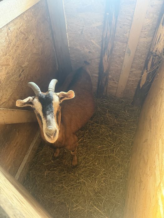 Capre de rasa gestante si cu iezi