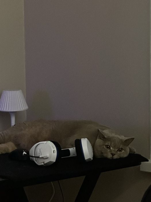 отдам кошку в добрые руки