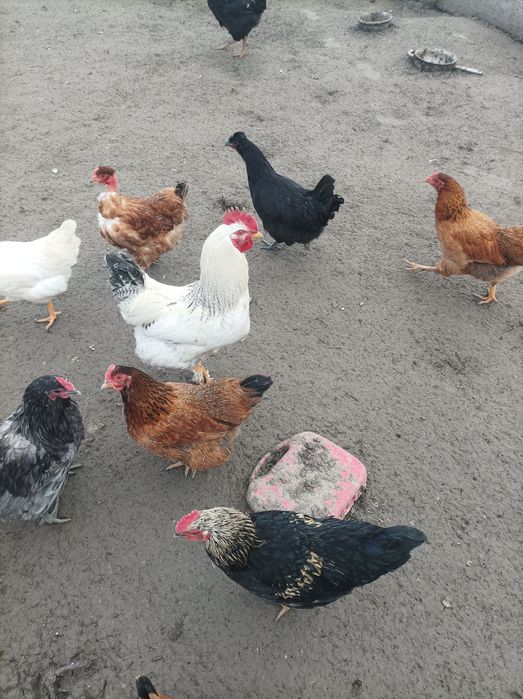 Vând cocoși de casă