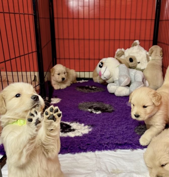 Голден ретривер помесь с лабрадором