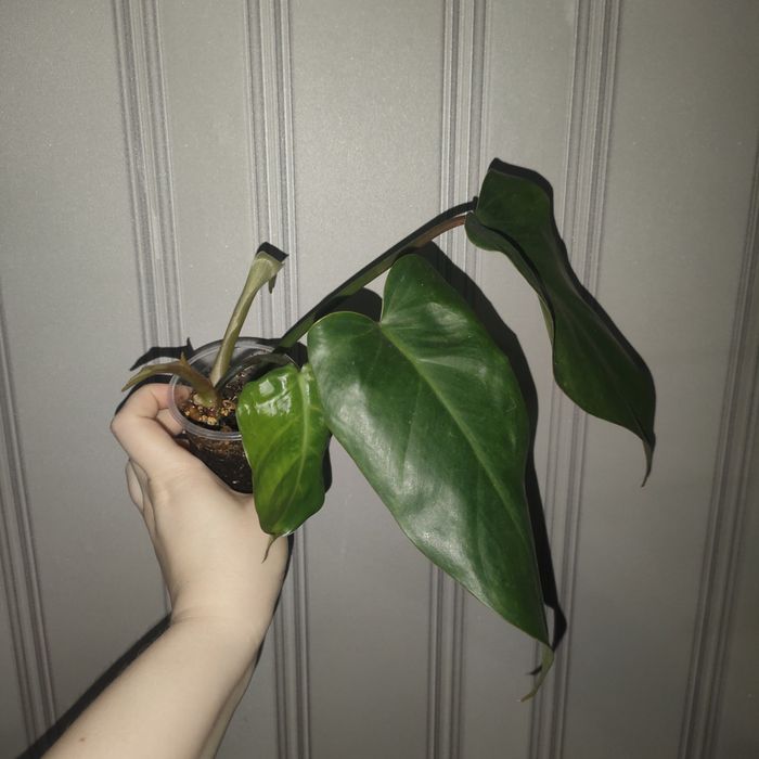 Цветы комнатные разные